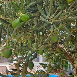 Alojamiento El Olivo Ronda